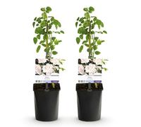 GreenboutiQ - Rosier grimpant - Rosa New Dawn - Fleurs Rose clair - Peu d'entretien - 2 plantes - Pot 11cm Hauteur 40cm