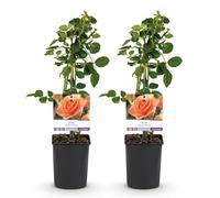 GreenboutiQ - Rosier grimpant - Rosa Orange Climber - Fleur Orange - Peu d'entretien - 2 plantes - Pot 11cm Hauteur 40cm