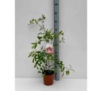 Grenadier 2 l 40-60 cm -