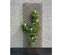 Grille de soutien extensible pour plantes, osier naturel , 60 x 180 cm, tige métallique
