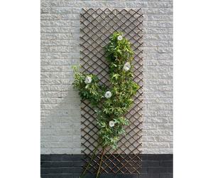 Grille de soutien extensible pour plantes, osier naturel , 60 x 180 cm, tige métallique