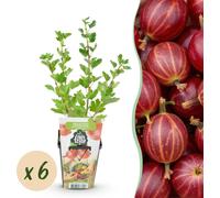 Groseille à maquereau rouge Ribes uva-crispa Hinnonmäki Rouge, résistante au
