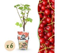 Groseille rouge - Ribes rubrum Jonkheer van Tets - Rustique - 6 Plantes - 15-25cm - Ø9cm - Plante de jardin