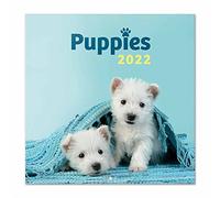 Grupo Erik - Calendrier Mural 2022 Chiens - 16 Mois | Calendrier 2022 Mural Mensuel Simon K. & Greg C. | De Septembre à Décembre 2022 | 30 x 60 cm, 6 langues, Certifié FSC
