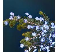 Guirlande led grappe avec flocons - blanc pur