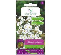 Gypsophile blanche