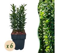 Haagplanten - Euonymus japonica Green Spire - blad groen - 6 planten - 1 strekkende meter - groenblijvend - 30-40cm - Ø18cm - Plante de jardin