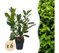 Haagplanten - Prunus laurocerasus Rotundifolia - blad groen - 6 planten - 1 strekkende meter - groenblijvend - 40-50cm - Ø20cm - Plante de jardin