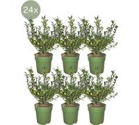 Haie de houx Ilex crenata « Jenny » - 6 plants Ø12cm × 20cm Plantes de haie à