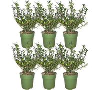 Haie de houx Ilex crenata « Jenny » : 6 plants à feuilles persistantes et