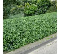 Haie de Troène Vert (Ligustrum Ovalifolium) - Arbuste à croissance rapide pour l'intimité et l'aménagement paysager, faible entretien et résistant à la sécheresse.