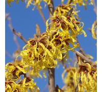 Hamamélis - Hamamelis intermedia « Arnold Promise » | 40-60 cm en conteneur