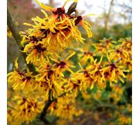 Hamamélis - Hamamelis intermedia « Orange Beauty » | 40-60 cm en conteneur