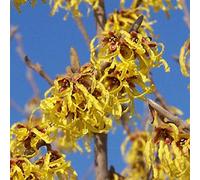 Hamamelis Intermedia 'Arnold Promise'- Noisetier de sorcière 'Arnold Promise' 40-60 cm en conteneur