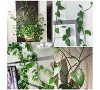 Haofy Fixations Murales pour Vignes, Clips Adhésifs pour Plantes, 50 Pièces avec Câble torsadé et Supports en Plastique, Mâchoire de 9 Mm pour Plantes Grimpantes sur Les Murs de Jardin, Clôtures,