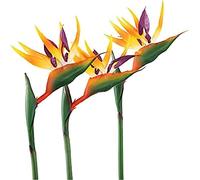 HAOSHICS Lot de 6 oiseaux paradisiaques artificiels Strelitzia en soie pour la maison, le bureau, la décoration de table de mariage (orange, taille L)