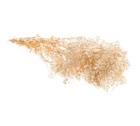 HAPINARY Bouquet de Gypsophile Séchée Beige Naturel et Réaliste, Fleurs en Vrac Élégantes sans Arrosage, Décoration Maison et Boutique en Automne