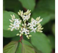 Hartriegel - Cornus sanguinea 'Winter Beauty' | 60-80 cm en conteneur