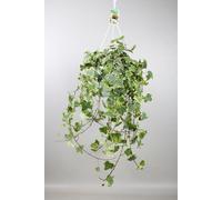 Hedera Helix Gold Child - plante suspendue XXL - 60-70cm - Ø24cm - Plante d'intérieur - Vert persistant
