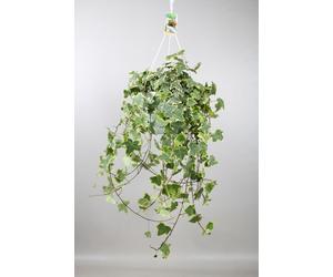 Hedera Helix Gold Child - plante suspendue XXL - 60-70cm - Ø24cm - Plante d'intérieur - Vert persistant