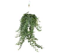 Hedera Helix Pitsburg avec pot suspendu XXL - 70-80cm - Ø24cm - Plante d'intérieur - Vert persistant