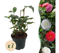 Heesters - Camelia japonica Tricolour - Bloem Roze Wit en Rood - 3 Planten - 1 m2 - Groenblijvend - 30cm - Ø15cm - Plante de jardin