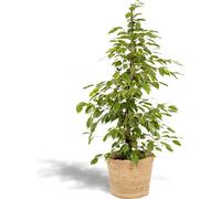 Hello Plants Ficus Benjamina Goldenking - Panier Selin Ø 21 cm - Hauteur : 95 cm