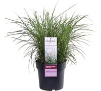 Hello Plants Miscanthus Sinensis Extrême-Orient Roseau de Chine Herbe