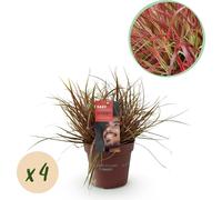 Herbe acajou - Uncinia rubra 'Everflame' - 4 plants - À feuillage persistant