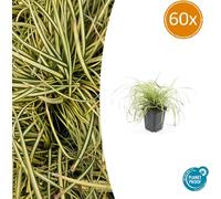 Herbe d'or - Laiche d'or - Carex oshimensis 'Evergold' - Pot de 9cm - Set de 60 plantes