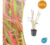 Herbe d'ornement - Herbe du Japon - Imperata cylindrica 'Red Baron' - Pot de 9cm - Set de 60 plantes