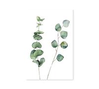 Hexoa Affiche Nature Aquarelle Feuille d' Eucalyptus - Made in France - Affiche Seule 40x60