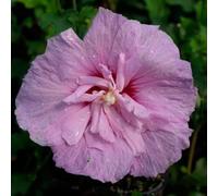 Hibiscus de Syrie Lavendel Chiffon - Hibiscus Syriacus Lavendel Chiffon 40/60 cm Pot 3l - Plante - Hauteur 40/60 cm