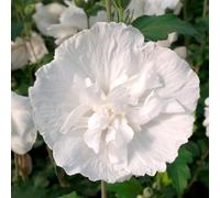 Hibiscus de Syrie White Chiffon - Hibiscus Syriacus White Chiffon 40/60 cm Pot 3l - Plante En Pot - Floraison Été - Hauteur 2-3 m