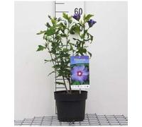 Hibiscus syr. 'Oiseau Bleu' ('blue bird') - Althéa 'Oiseau Bleu', Ketmie De Syrie 40-60 cm en pot