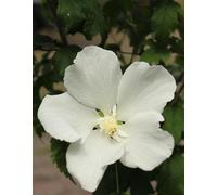 Hibiscus syriacus 'Diana' Hibiscus blanc haute tige 80 - 100 cm