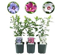 Hibiscus syriacus Tricolour - 3 plantes en Bleu, Rose ou Blanc - Décidu - Peu d'entretien - 35-45cm - Ø18cm - Plante de jardin
