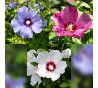 Hibiscus syriacus Tricolour, 3 plants de 17cm, hauteur 45cm, hibiscus de jardin