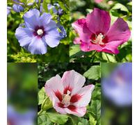 Hibiscus syriacus Tricolour : plante à tige florifère aux fleurs tricolores