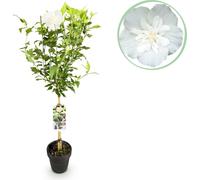 Hibiscus syriacus « White Chiffon » - Arbre à tige Ø19cm, hauteur 90cm, fleurs