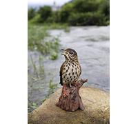 HiLine Gift Ltd Statue d'oiseau Chanteur Chantant activée par Le Mouvement Debout sur Une souche Marron