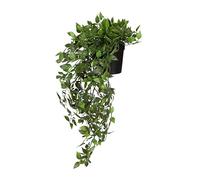 Hjh Office Plante suspendue Epipremnum Climb 20 cm - Vert, Persistant, Facile d'entretien, Reproduction réaliste en plastique