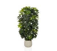 Schefflera 2 - Plante artificielle Vert/Blanc