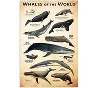 HLBSDM Baleines du monde Panneau en métal Décoration murale Affiches de connaissances pour enfants Maison Chambre Salle de classe École Plaque Décoration 12 x 16 pouces