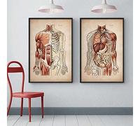 HMXQLW Vintage Anatomie Musculaire Humaine Système Squelette Toile Peinture Affiche Decoration Murale Tableau Art, Corps Education Clinique Médicale Decor Murale sans Cadre (2X60X90CM)