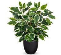 Hollyone Ficus artificiels en pot 2