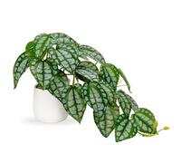 Hollyone Plantes artificielles dans des pots en céramique - Faux Piper Sylvaticum - Plantes d'intérieur réalistes pour décoration d'intérieur, salle de bain, salon, cuisine, étagère