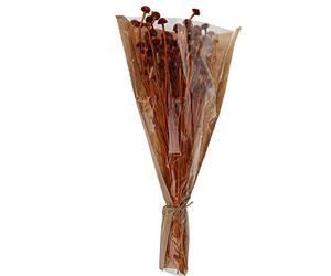 Home @ Styling Collection Koopman International B.V - Bouquet Fleurs SÉCHÉES Marguerite 55CM Terracotta