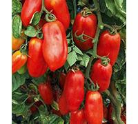 HONIC 25 - Graines: San Marzano Redorta Graines de Tomate - variété Ancienne de la Toscane, en Italie. !!!
