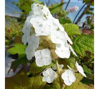 Hortensia à feuilles de chêne - hydrangea quercifolia 'snow queen' - 50-60 cm